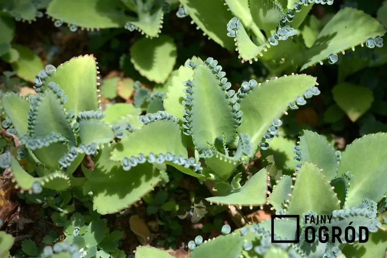 Kalanchoe Daigremonta