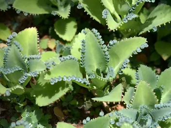 Ilustracja rośliny kalanchoe daigremonta