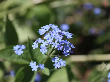 Ilustracja rośliny niezapominajka alpejska