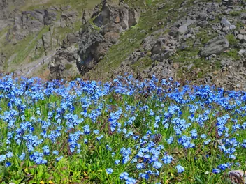 Niezapominajka alpejska - zdjęcie 2