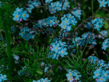 Niezapominajka alpejska - zdjęcie 3