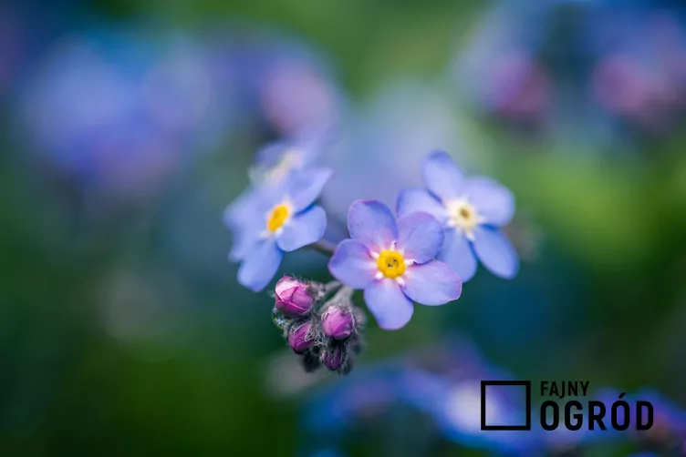 Niezapominajka alpejska