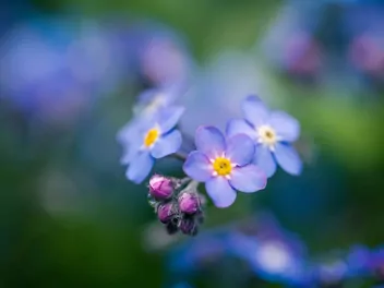 Niezapominajka alpejska - zdjęcie 4