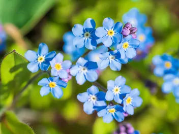 Niezapominajka alpejska - zdjęcie 5