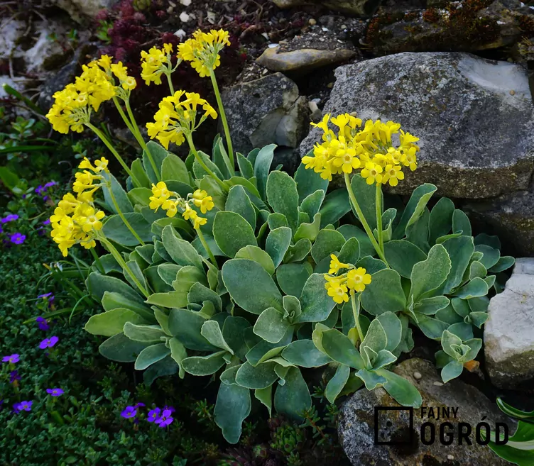 Pierwiosnek łyszczak