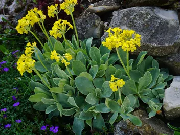 Ilustracja rośliny pierwiosnek łyszczak