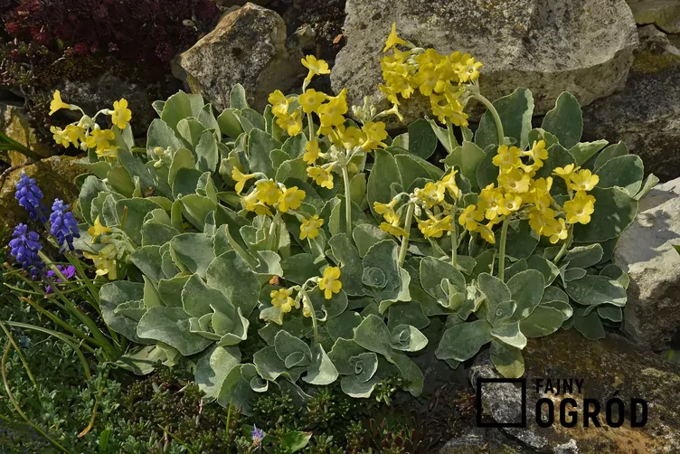 Pierwiosnka łyszczak Pierwiosnka łyszczak