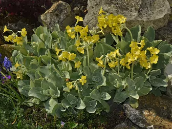 Pierwiosnek łyszczak - zdjęcie 2