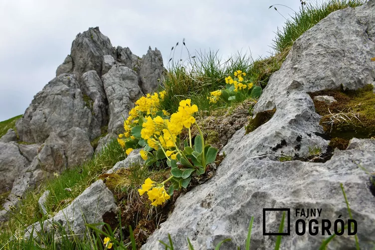 Pierwiosnek łyszczak Pierwiosnek łyszczak