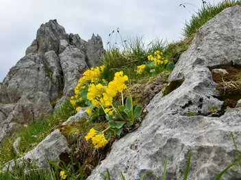 Pierwiosnek łyszczak - zdjęcie 3