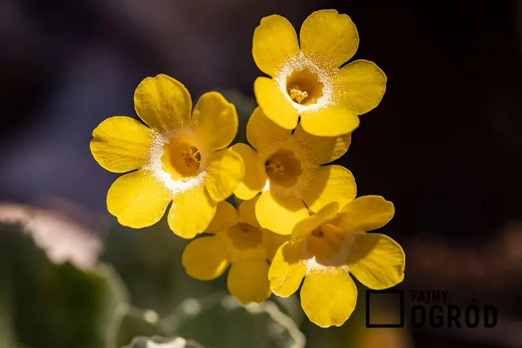 Pierwiosnek łyszczak Pierwiosnek łyszczak