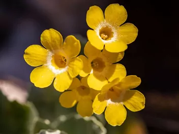 Pierwiosnek łyszczak - zdjęcie 4