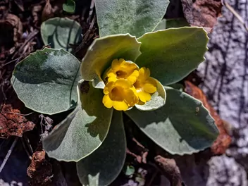 Pierwiosnek łyszczak - zdjęcie 5