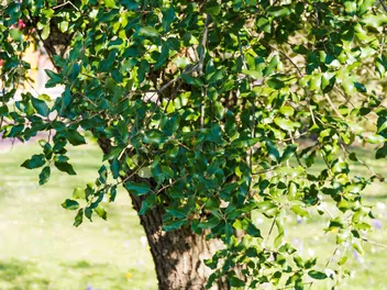 Dąb ostrolistny - zdjęcie 2