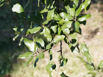 Dąb ostrolistny - zdjęcie 3