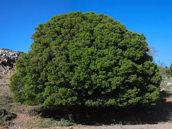 Dąb ostrolistny - zdjęcie 4