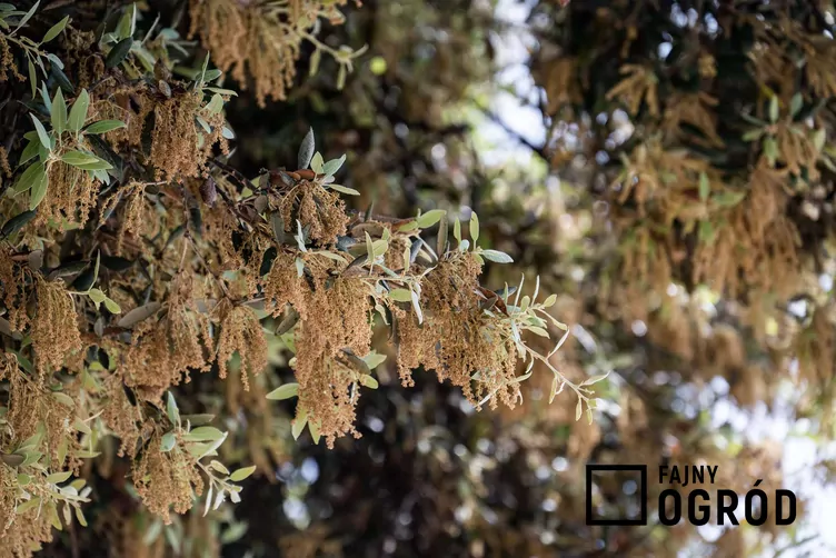 Dąb ostrolistny - zdjęcie 5