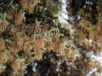 Dąb ostrolistny - zdjęcie 5