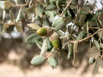 Zdjęcie ilustrujące dąb ostrolistny