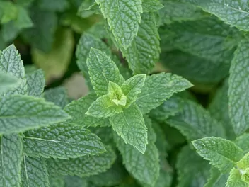 Ilustracja rośliny mięta kędzierzawa