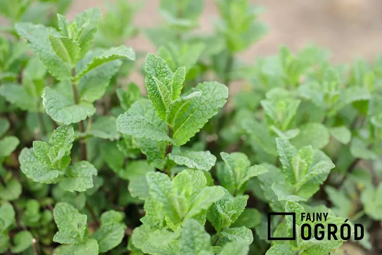 Mięta kędzierzawa Mięta kędzierzawa