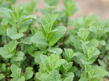 Mięta kędzierzawa - zdjęcie 2