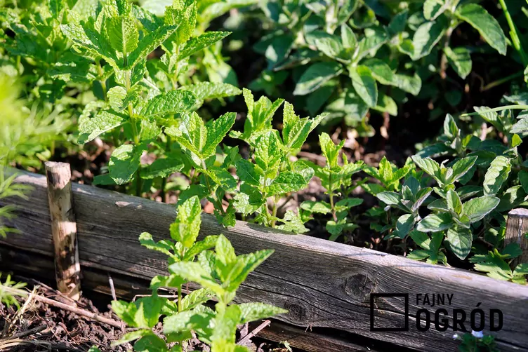 Mięta kędzierzawa Mięta kędzierzawa