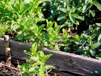 Mięta kędzierzawa - zdjęcie 3