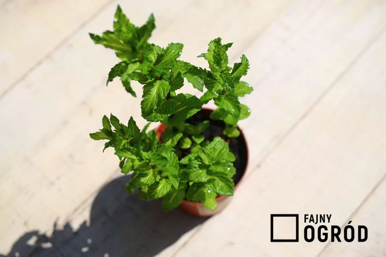 Mięta kędzierzawa Mięta kędzierzawa