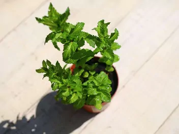 Mięta kędzierzawa - zdjęcie 4