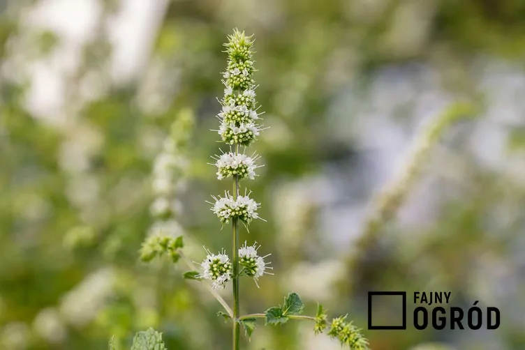 Mięta kędzierzawa - zdjęcie 5 Mięta kędzierzawa - zdjęcie 5