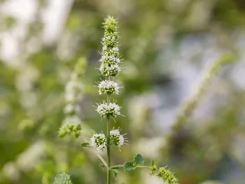 Mięta kędzierzawa - zdjęcie 5