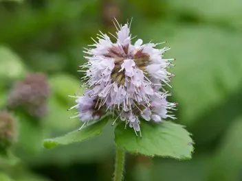 Ilustracja rośliny mięta wodna