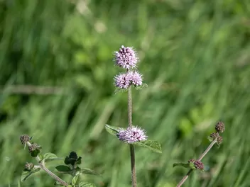 Mięta wodna - zdjęcie 2