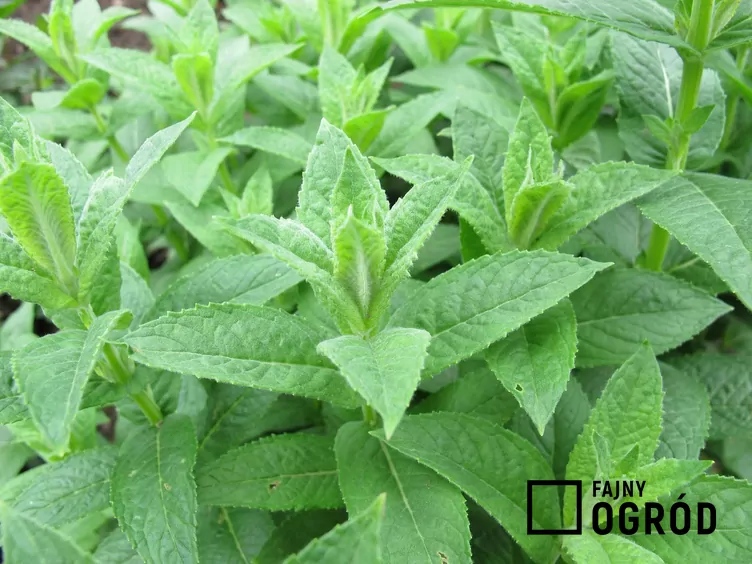 Mięta wodna