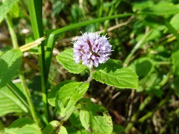 Mięta wodna - zdjęcie 4