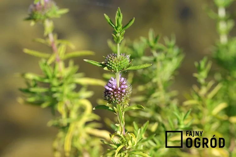 Mięta wodna - zdjęcie 5