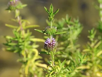 Mięta wodna - zdjęcie 5