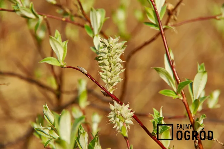 Wierzba lapońska Wierzba lapońska