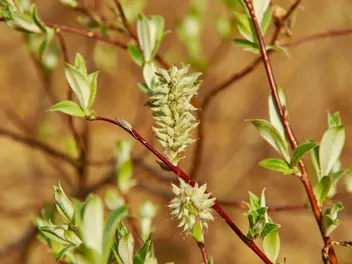 Wierzba lapońska - zdjęcie 2