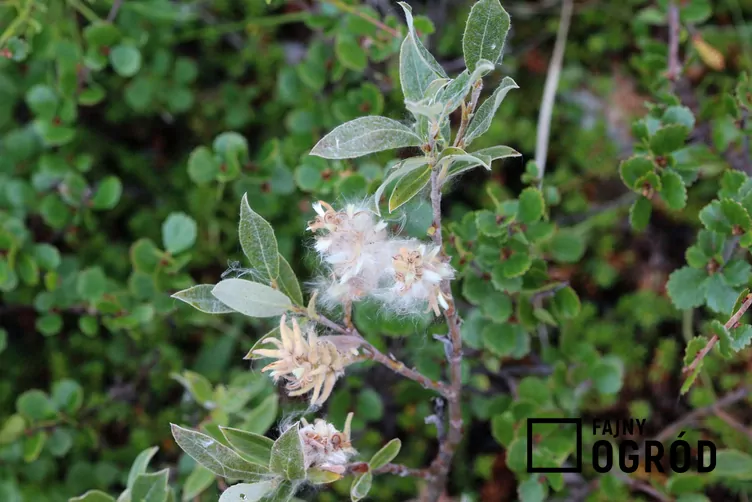 Wierzba lapońska Wierzba lapońska