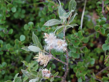 Wierzba lapońska - zdjęcie 3