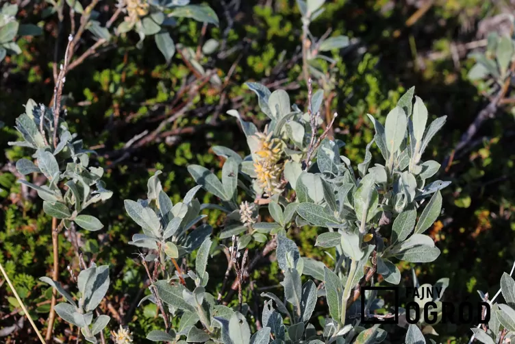 Wierzba lapońska Wierzba lapońska
