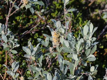 Wierzba lapońska - zdjęcie 4