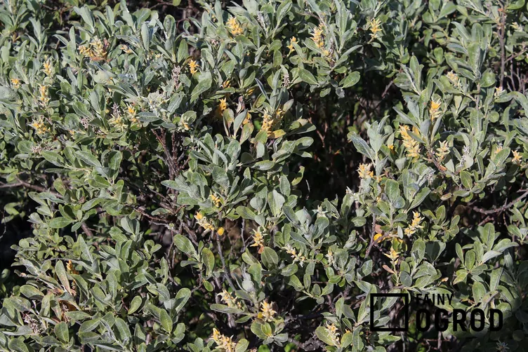 Wierzba lapońska - zdjęcie 5 Wierzba lapońska - zdjęcie 5