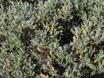 Wierzba lapońska - zdjęcie 5