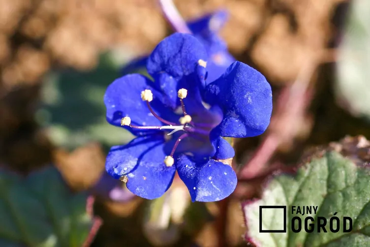 Facelia dzwonkowata Facelia dzwonkowata