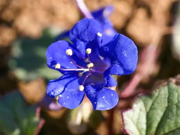 Facelia dzwonkowata - zdjęcie 2