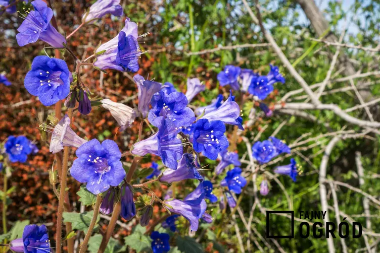 Facelia dzwonkowata Facelia dzwonkowata