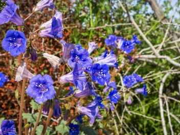 Facelia dzwonkowata - zdjęcie 3